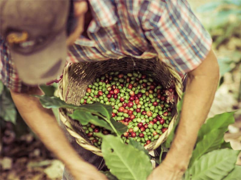 Grower picking coffee beans