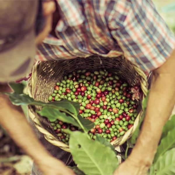 Grower picking coffee beans