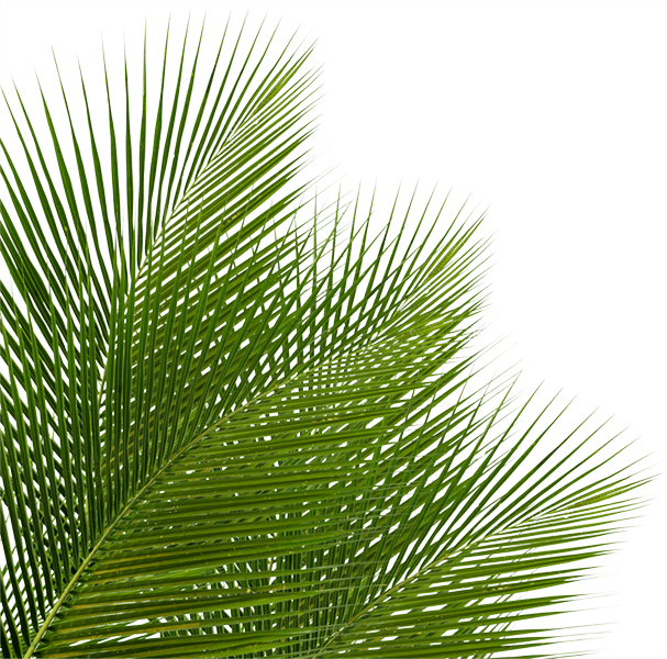 Palm Left 2