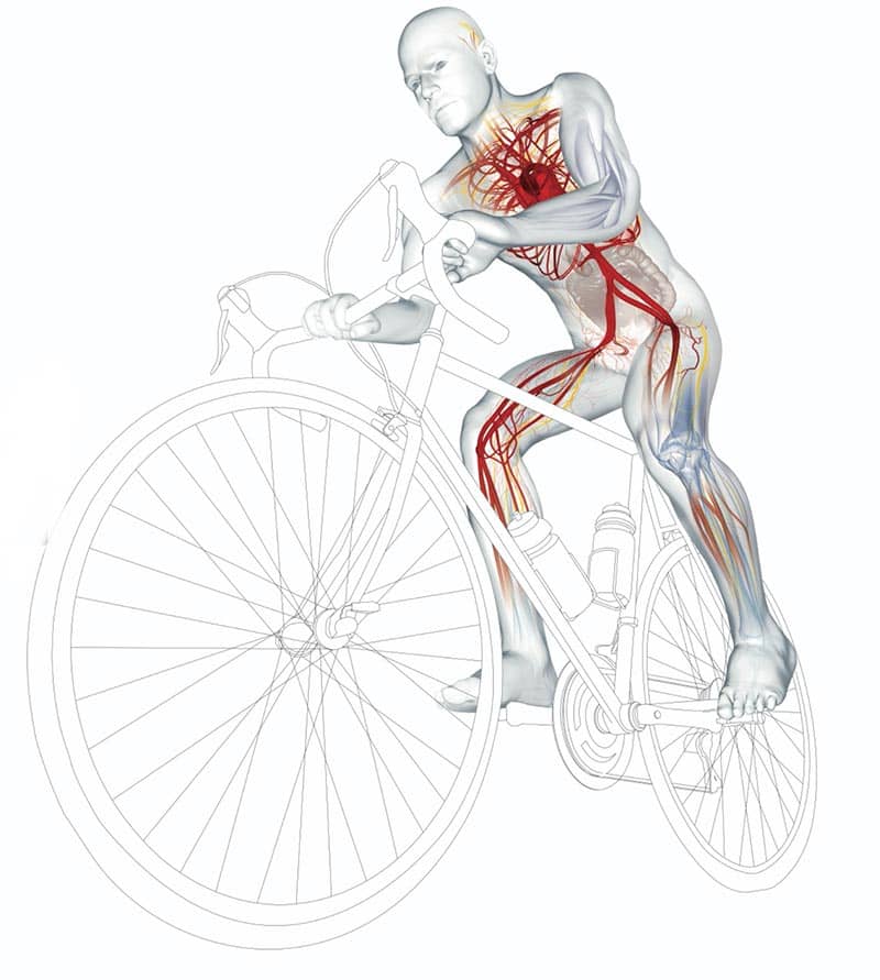 Muscle diagram on bike